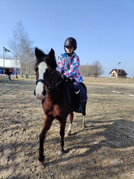 Klacz kuc, sport rekreacja, hodowla