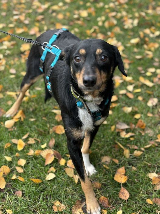 Spokojna kochana przyjacielska sunia czeka na dom
