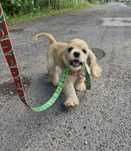 Cocker spaniel amerykański fci