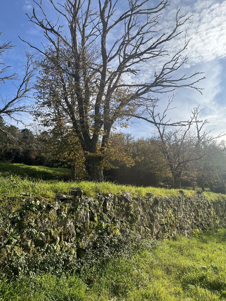 Terreno com Souto e cultivo junto á IP2 Trancoso, com acesso a agua