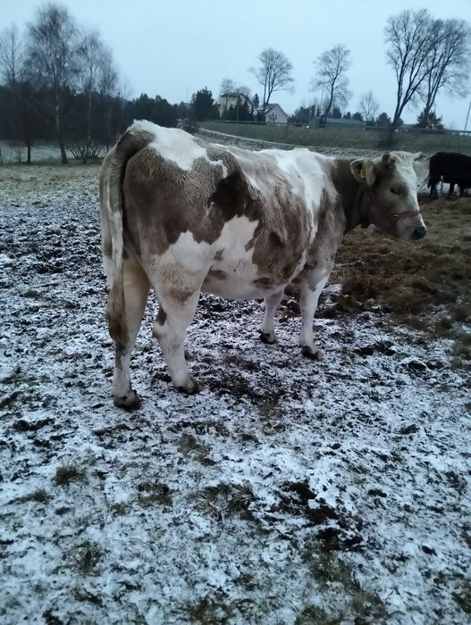 Sprzedam krowy cielne