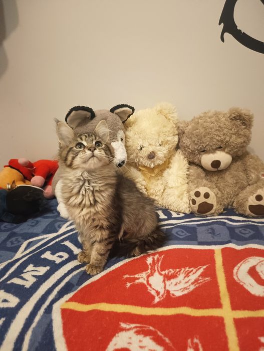 *Cudna MELISSA*  Maine Coon Rodowód Chip