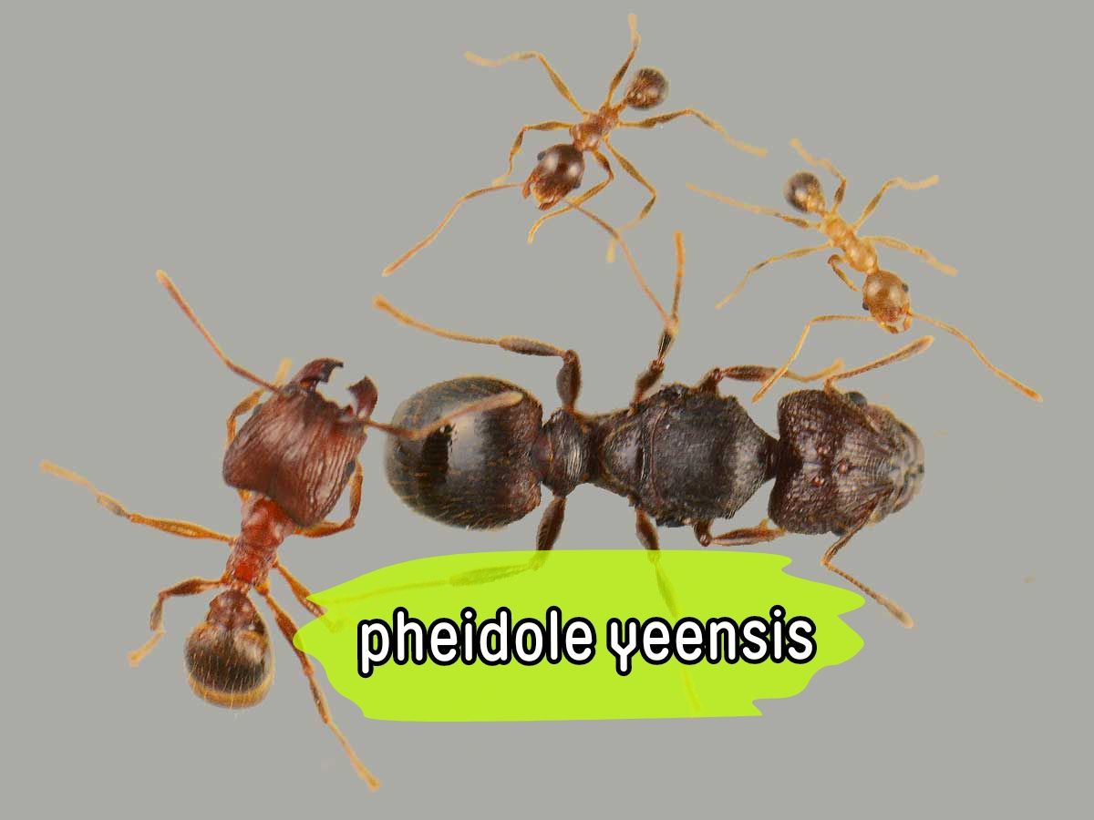 Продам экзотических муравьев pheidole yeensis!