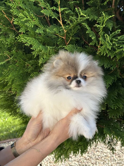 Mini mini dziewczynka pomeranian szpic miniaturowy