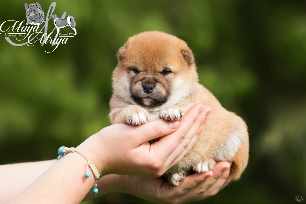 Шиба ину / шиба іну / shiba inu