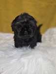 Piesek  Shih Tzu czarny
