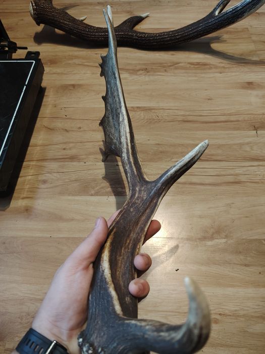 Poroże jelenia zrzuty mylkusy Daniela