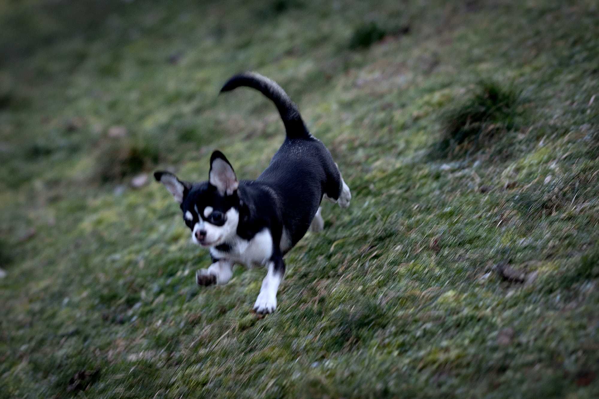 Chihuahua piękna sunia kolor huski