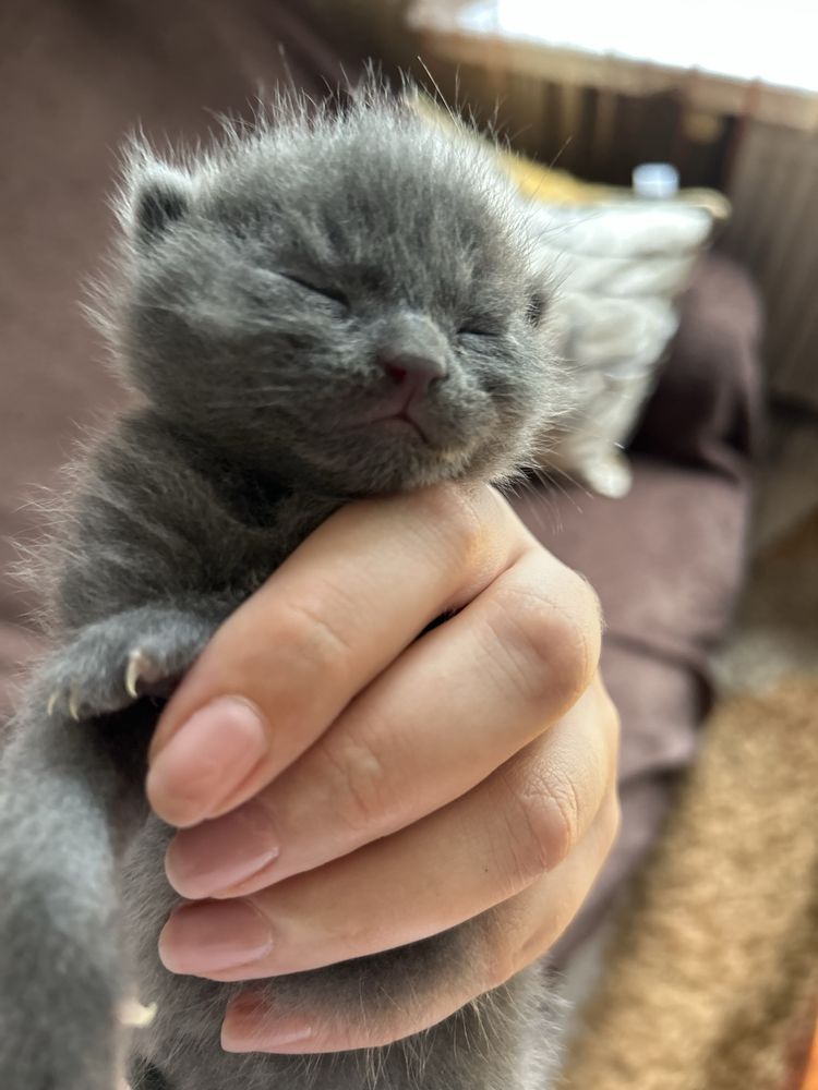 Котики шукають сімʼю