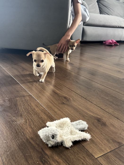 Chihuahua piesek
