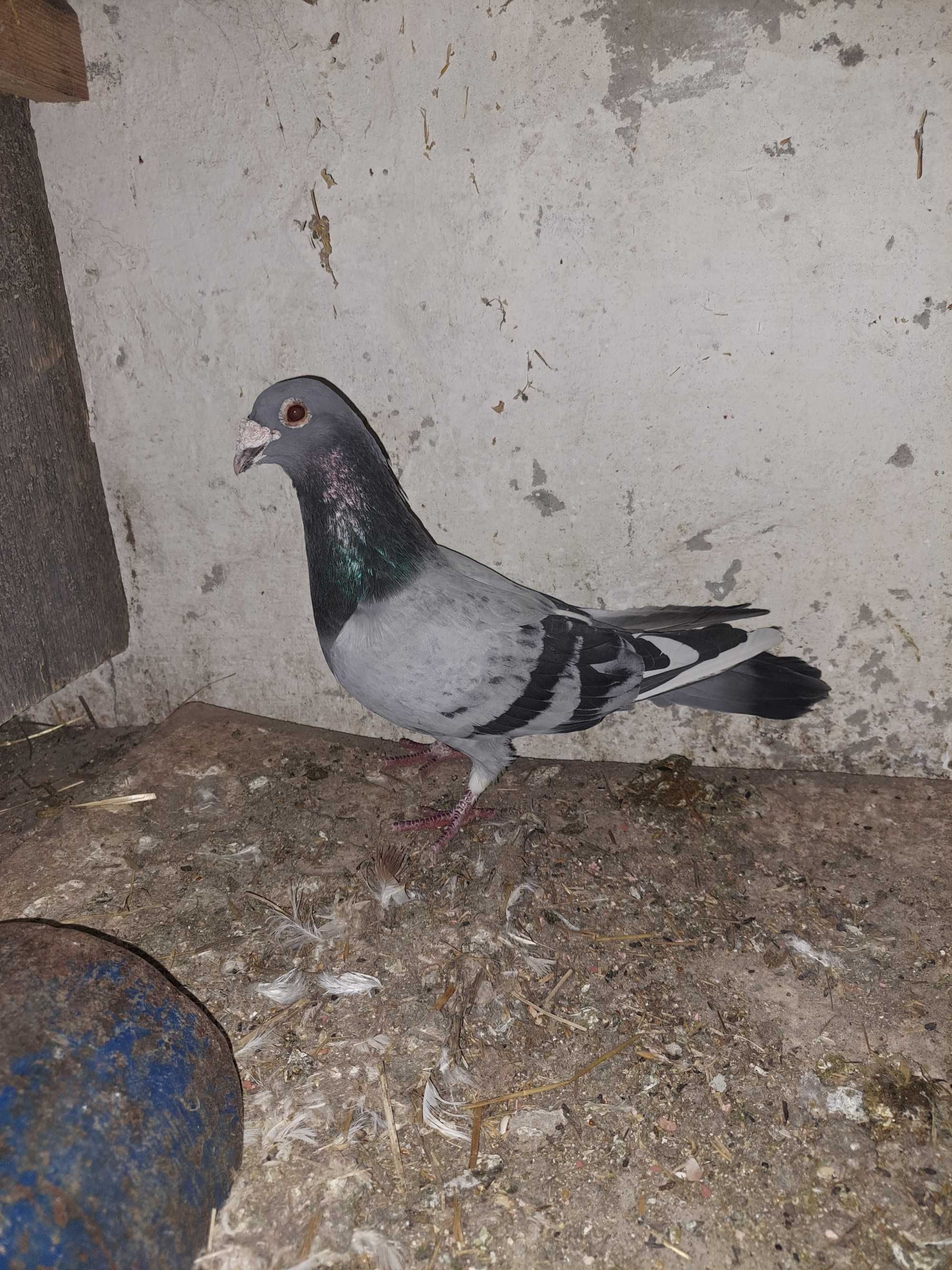 pocztowe zamienie za zboża lub karme