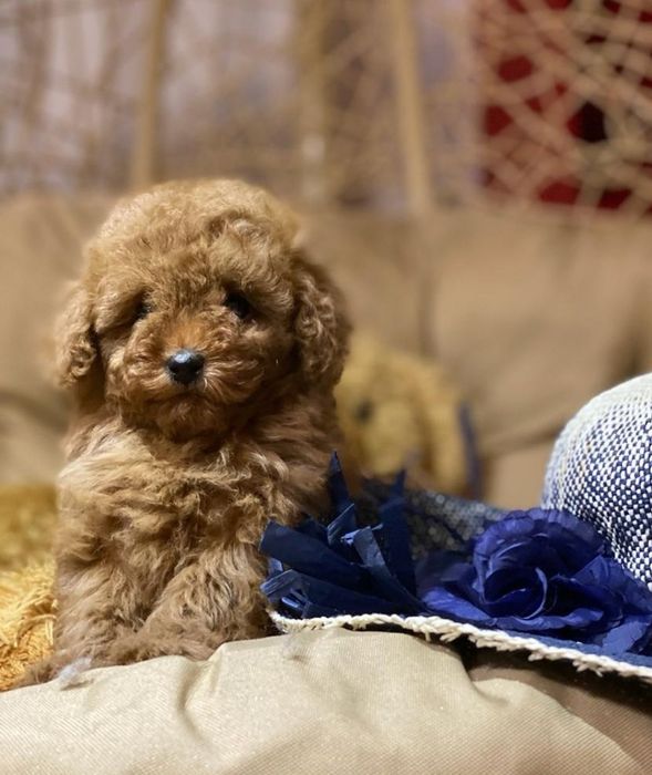 Малиш.той       пудель .