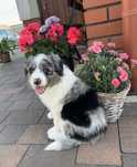 Border Collie - Piesek Blue Merle