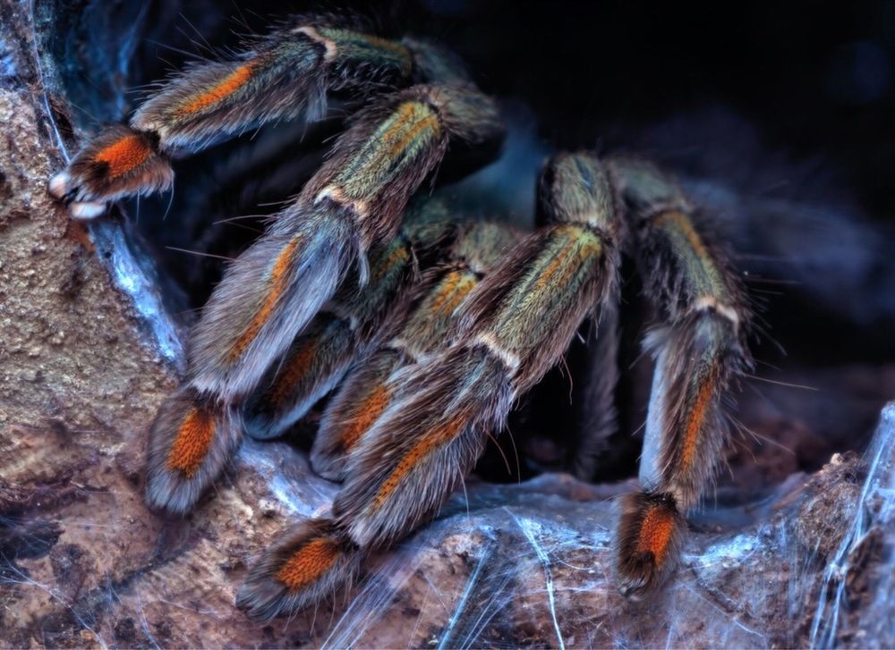 Psalmopoeus Cambridgei młode samiczki 2,5-3cm DC Łódź