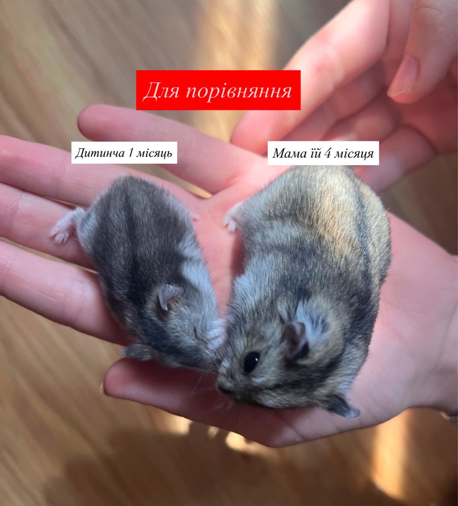 Хомʼячата 1 місяць