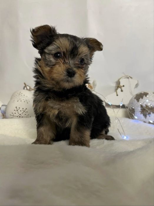 Міні хлопчик від красивих батьків на Різдво 2 міс