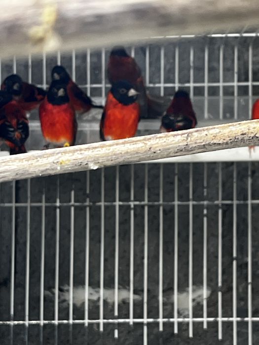 machos  canario cardinal