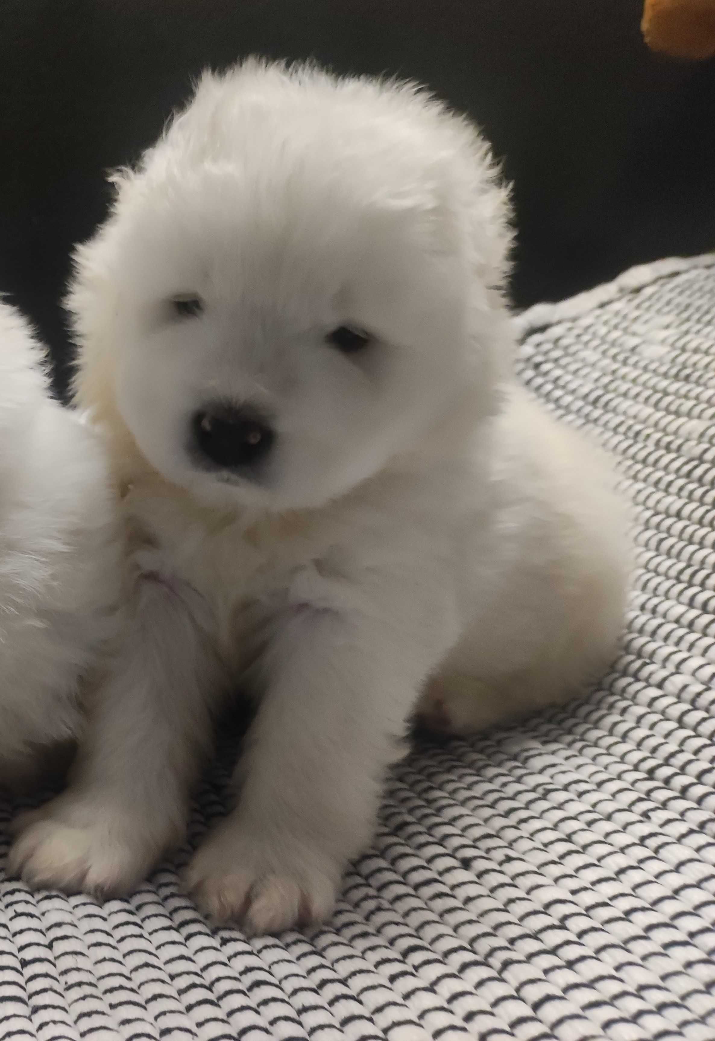 Samoyed ideał, najpiękniejszy ZKwP FCI