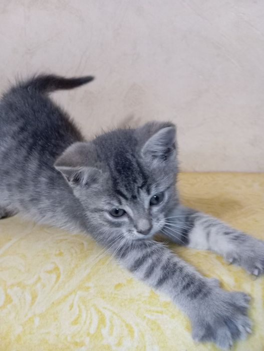 Віддам кошенят. Кошенята шукають господарів