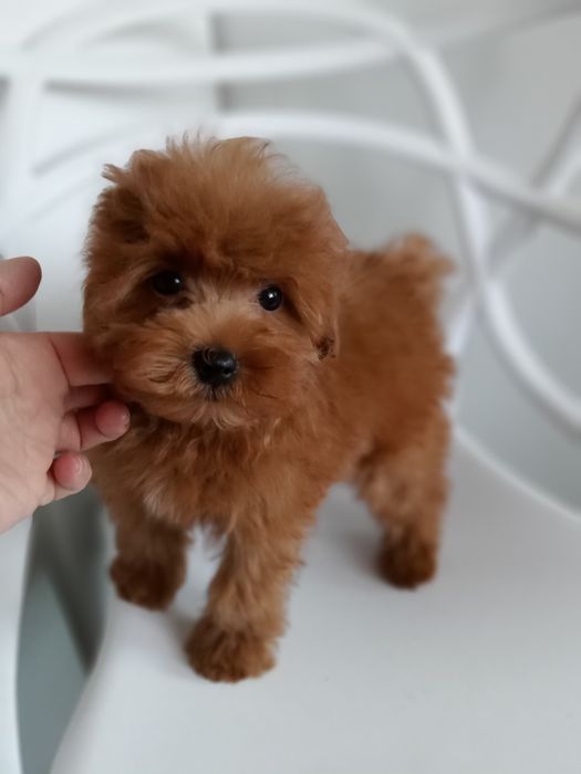 Рівне.Руденький Руді,міні- Мальтіпу F2