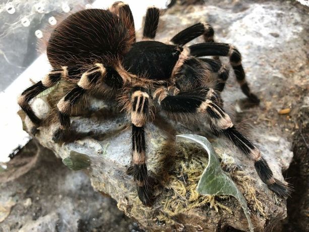 Белоколенный паук Acanthoscurria geniculata тарантул