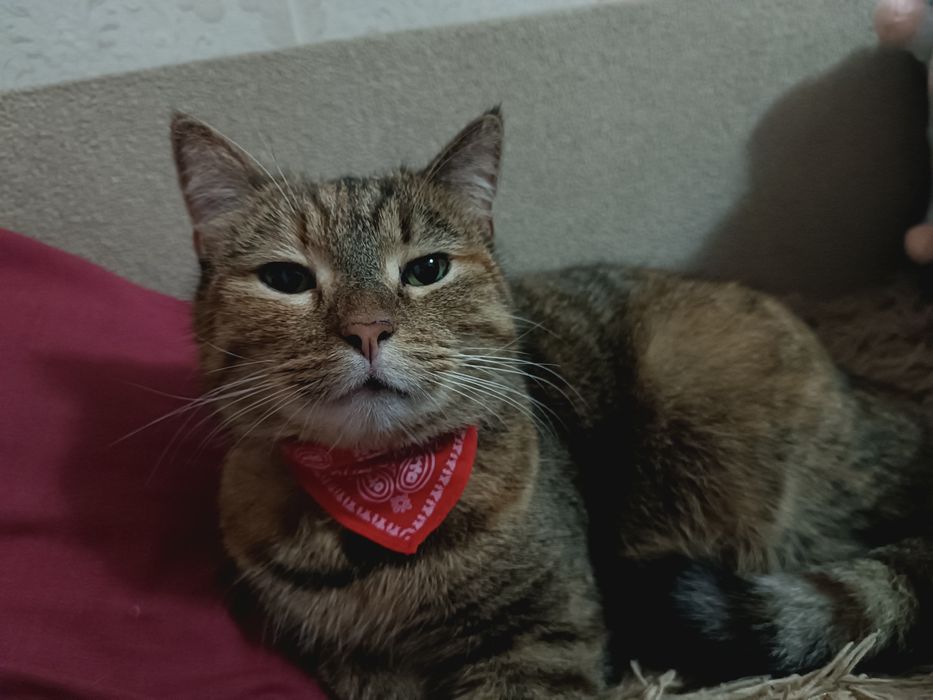 Кошка в добрые руки