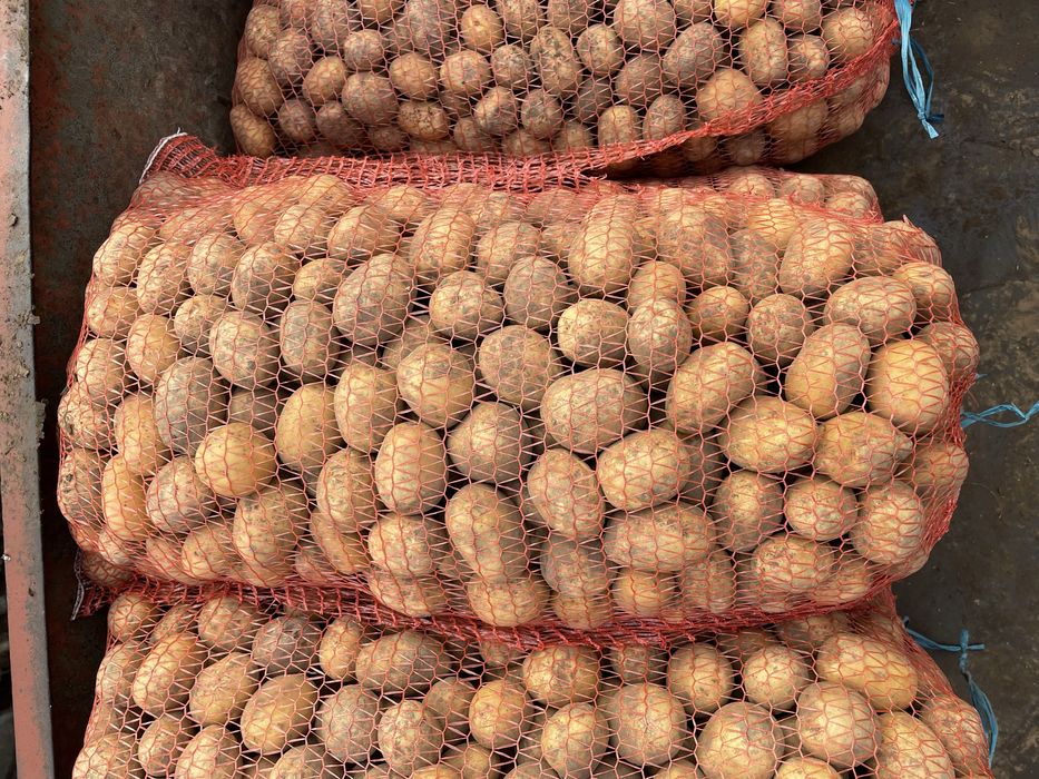 Картопля рання насінева сорт Коломбо, картопля Королева Анна