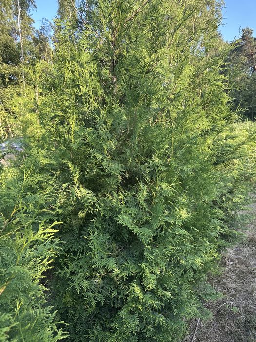 Thuja Brabant Tuja 2-3m Transport Sadzenie