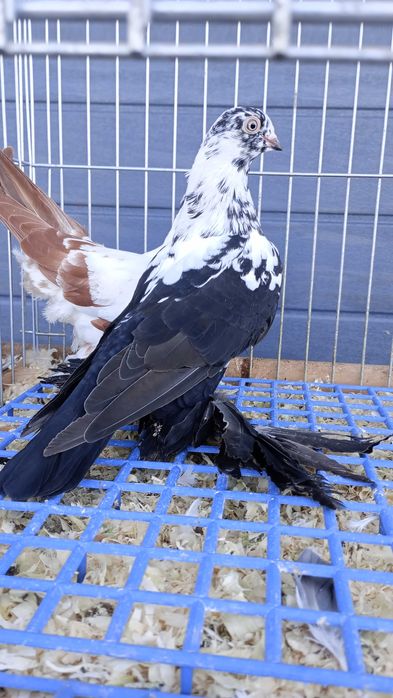 Widyny i wywrotki młode