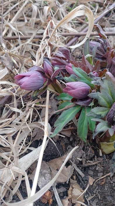 Морозник багаторічник