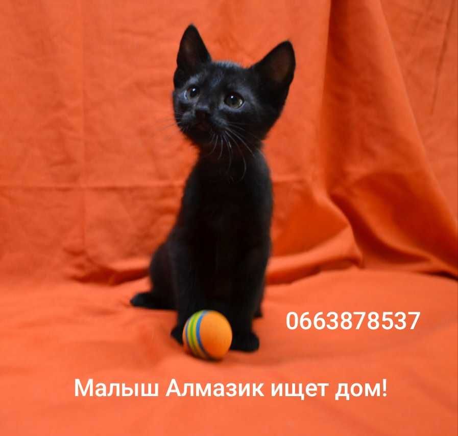 классный малыш Алмазик ищет дом и семью!