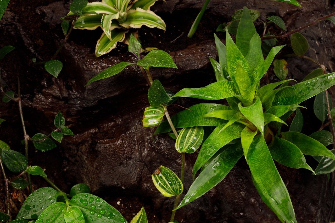 Terrarium tropikalne aktywne biologicznie