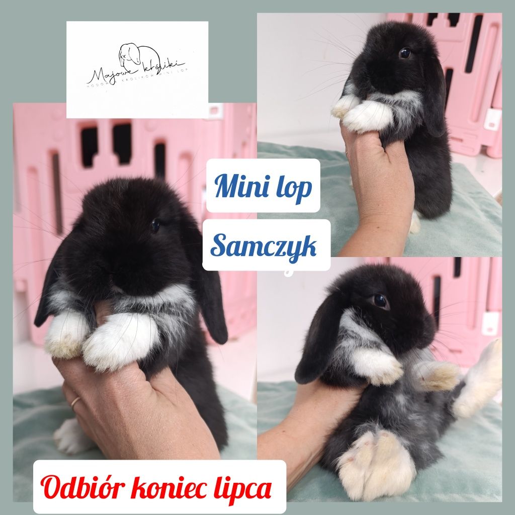 Królik króliczek mini lop hodowla zarejestrowana