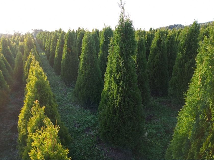 Tuja szmaragd, brabant, kurnik, kolumna, do 250cm, dowozimy, sadzimy