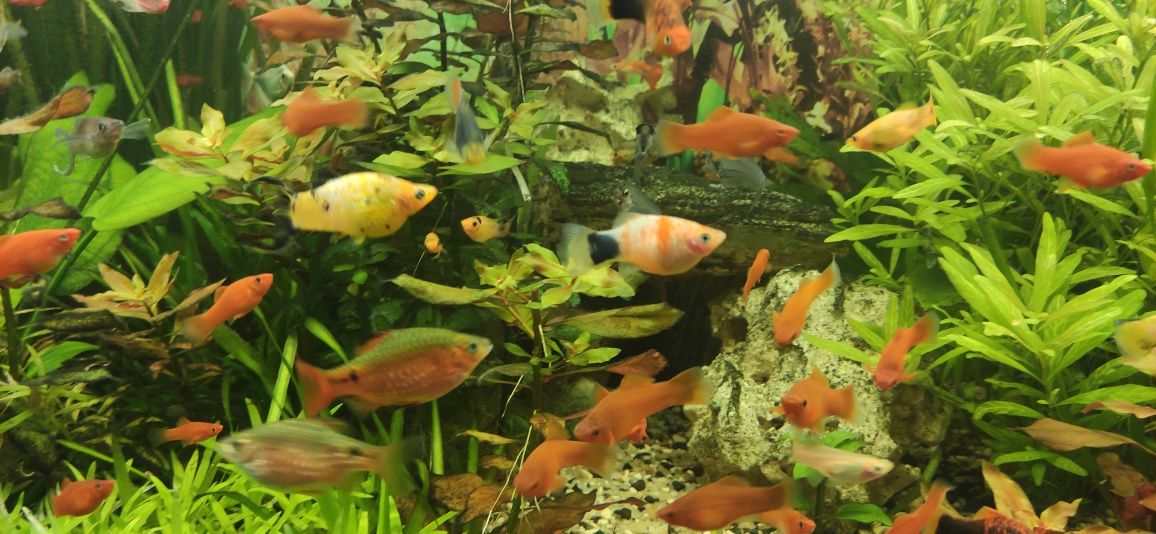 Mieczyki czerwone dorosłe okazy samce i samice