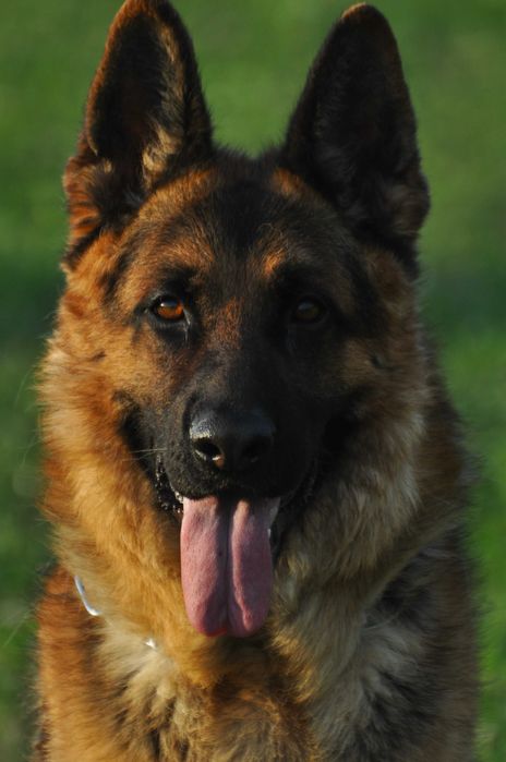 Owczarek  Niemiecki  InterChampion Reproduktor Krycie FCI/ZKWP