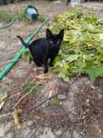 Dou 1 gatinho e 3 gatinhas  Para adoção séria e responsável.
