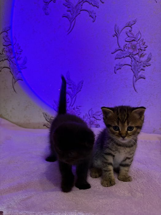 Кошенята від шотландської мами та британського тата