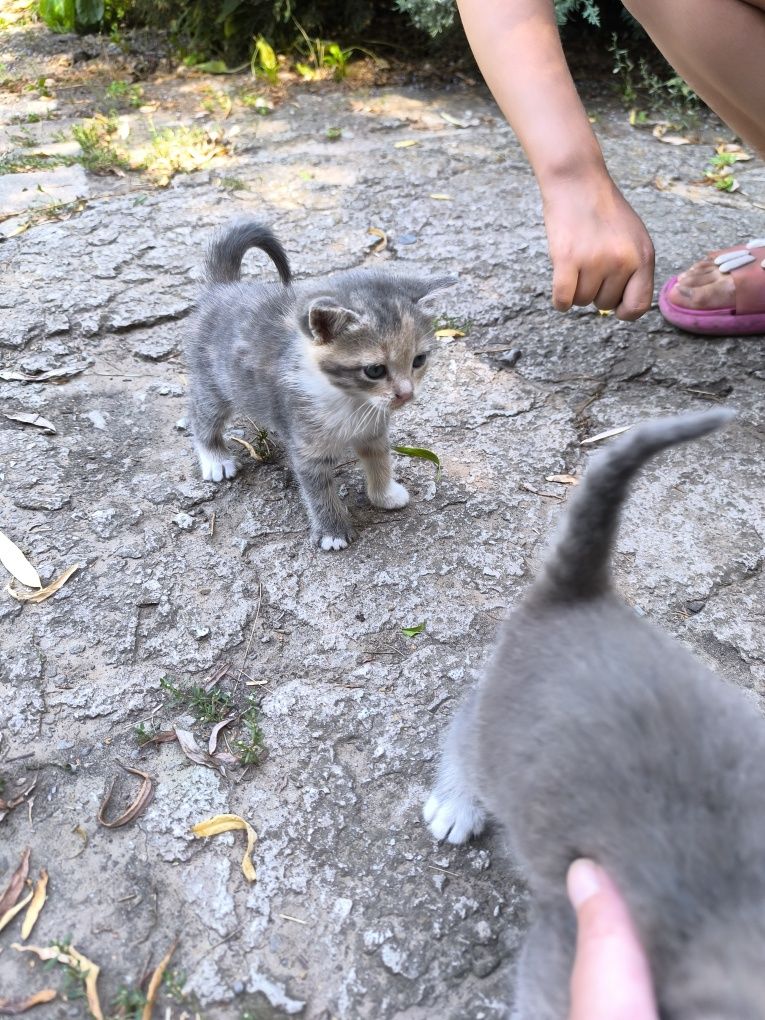 Котята,бесплатно
