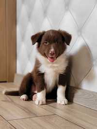 Border Collie Piesek Niepowtarzalny Polecam