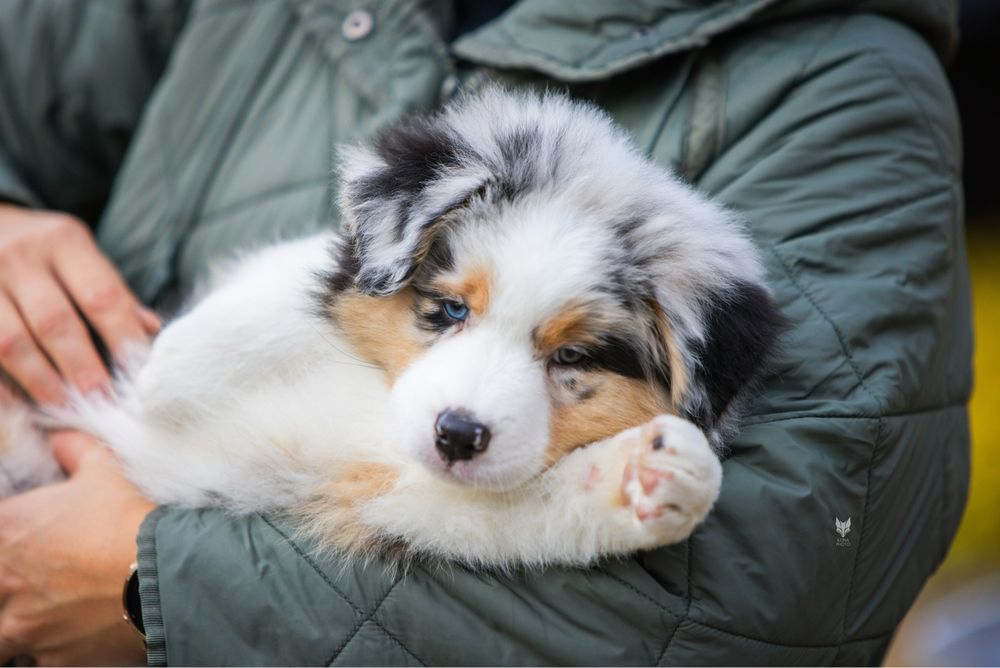 Різноока дівчинка блакитний мармур Австралійська вівчарка (ауссі)