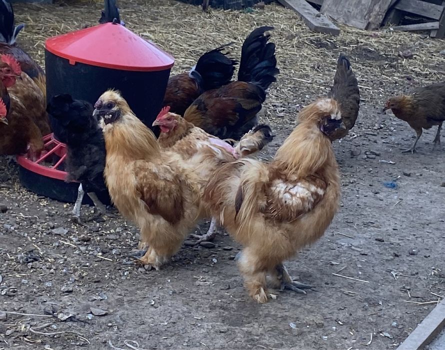 Koguty silki jedwabiste