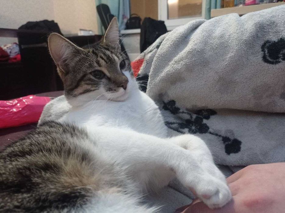Віддаю котика у добрі руки!
