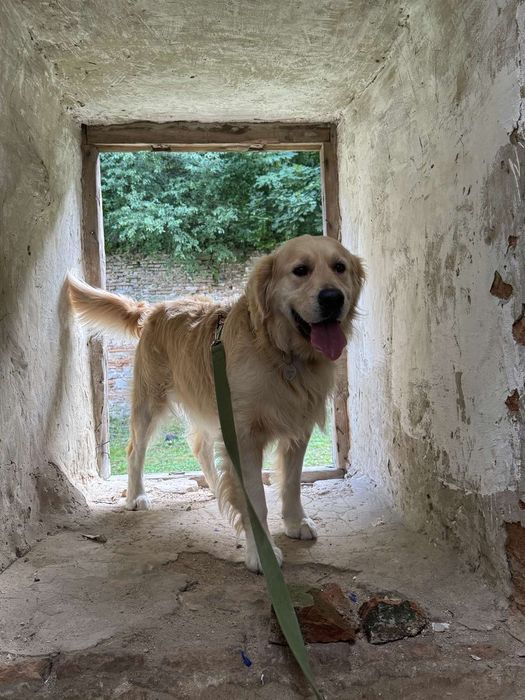 Золотистий ретрівер з документами