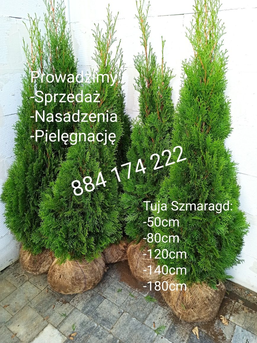 tuja thuja tuje Szmaragd 50cm-180cm PREMIUM Sprzedaż, Nasadzenia, Tran