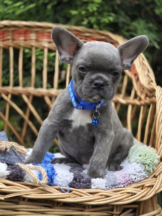 Голубенький малыш французик с родословной