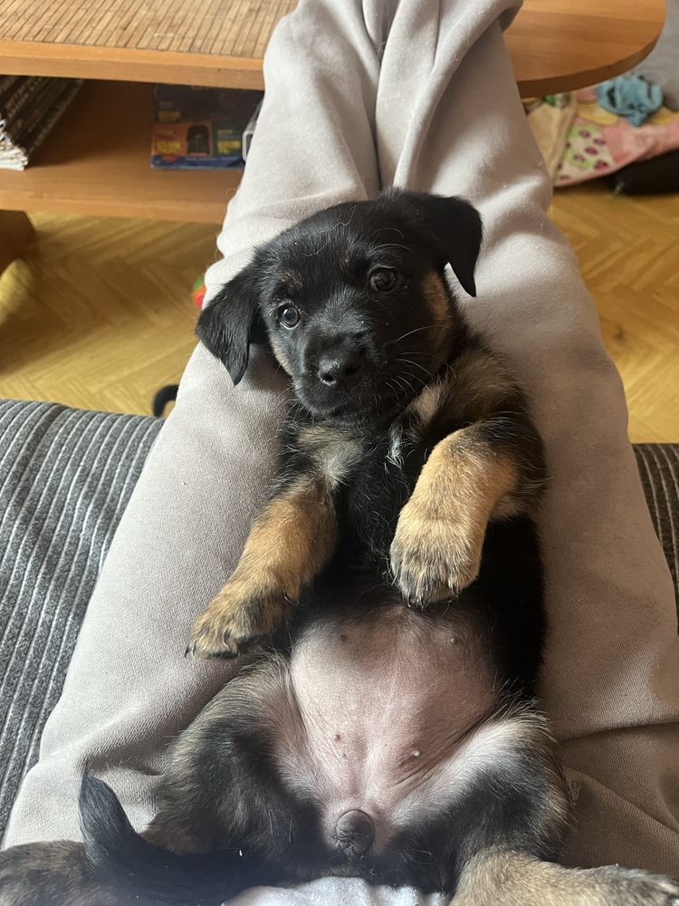 oddam szczenieta za darmo