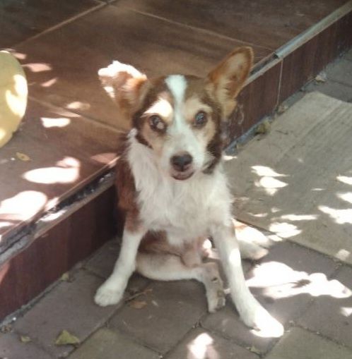 Отдам даром в добрые руки собачку метис маленькой породы