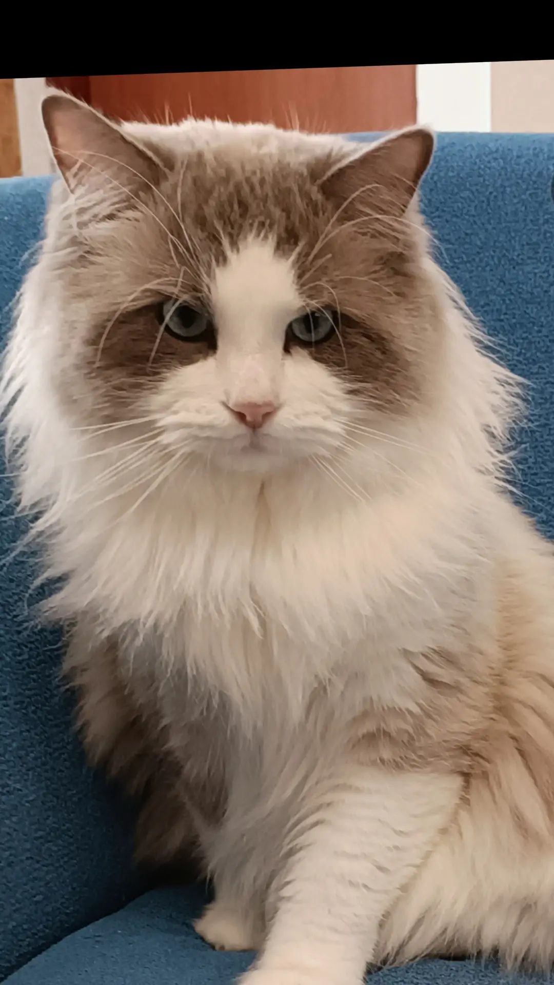 Śliczny kotek Ragdoll seal bicolor