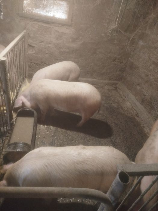 Продам свині живою вагою